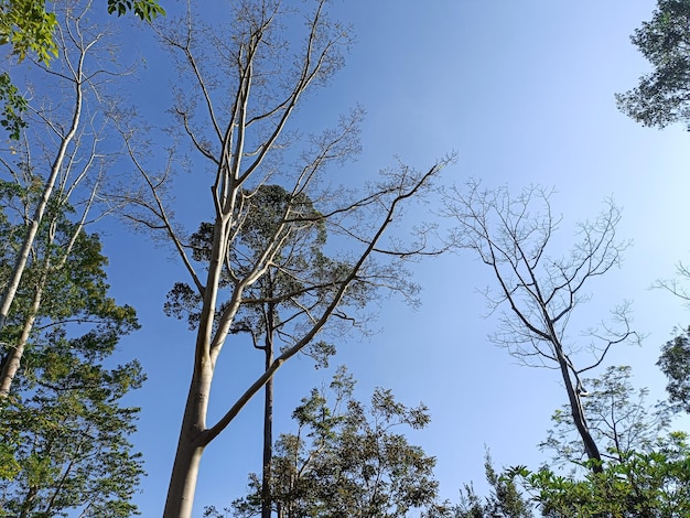 tree and sky