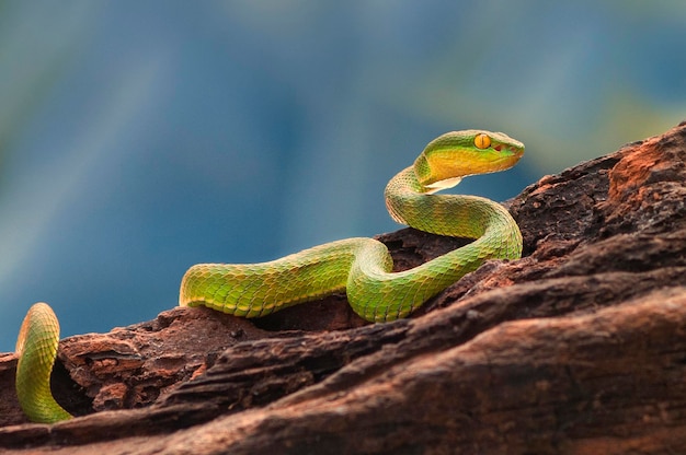 tree snake