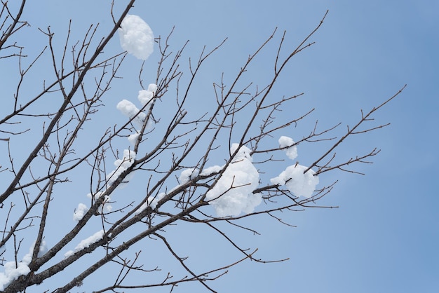 青い空を背景に雪の中の木