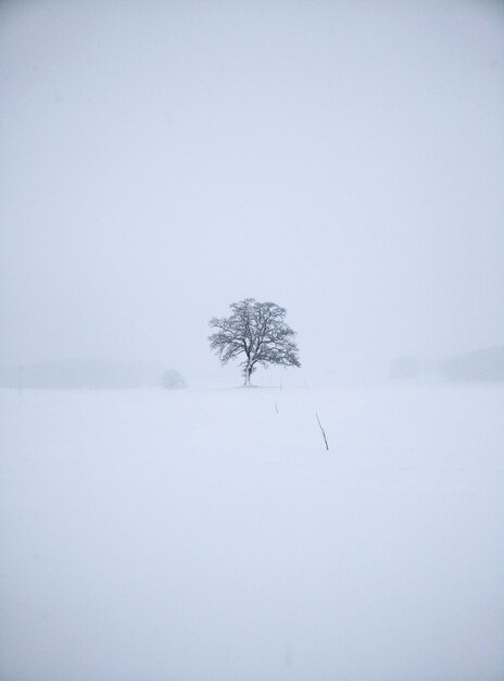 Foto albero su un campo coperto di neve contro un cielo limpido durante l'inverno