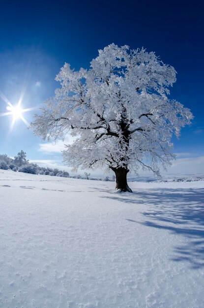 Tree on snow covered field against sky