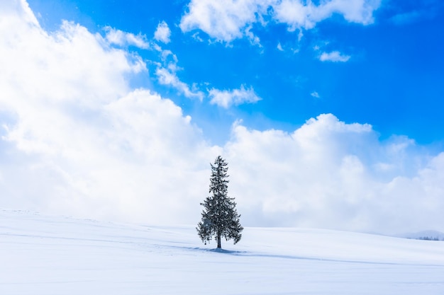 空を背景に雪で覆われた畑の木