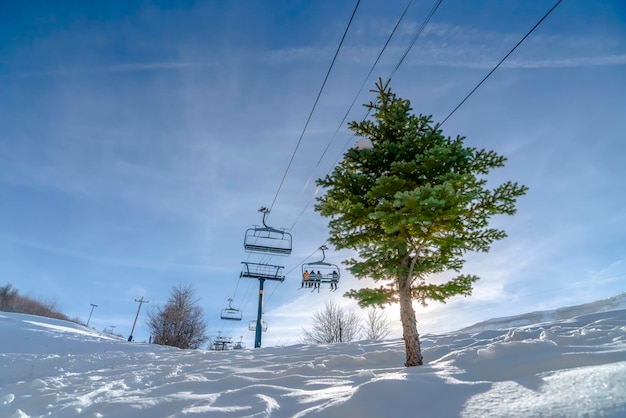 Foto alberi in montagne coperte di neve contro il cielo