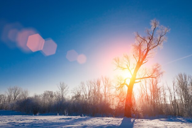 Tree in the snow in the foreground against a background of snowy forest and sky