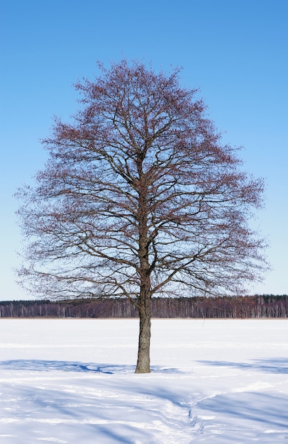 Tree in the snow on a sunny day