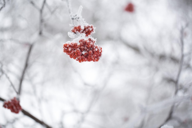 雪の中の木