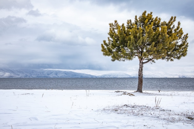 Albero in spiaggia innevata con lago e mounatin