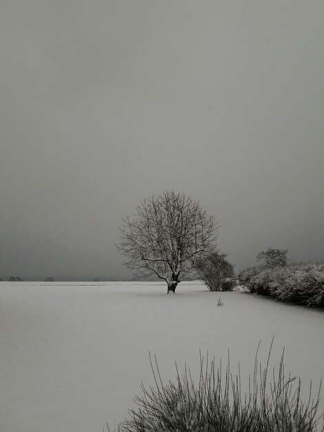 Foto albero in un campo innevato