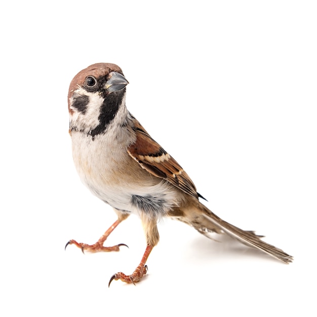 Tree Sparrow Passer montanus geïsoleerd op wit
