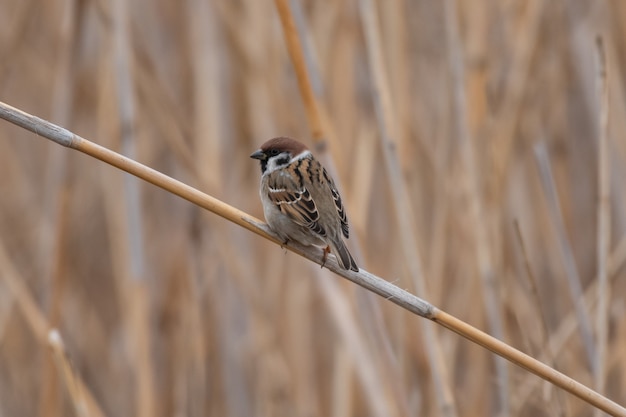 Tree sparrow Passer montanus in the wild.