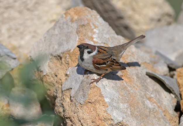 a tree sparrow on the rock