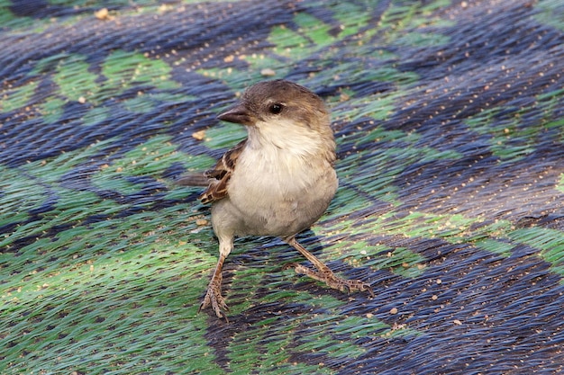 Photo the tree sparrow on socotra island indian ocean yemen