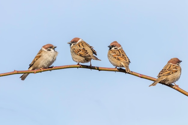 枝のスズメ（Passer montanus）クローズアップ