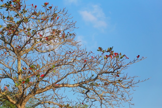 Tree in spring on blue sky in day time.