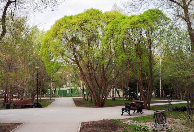 Foto albero nel parco primaverile