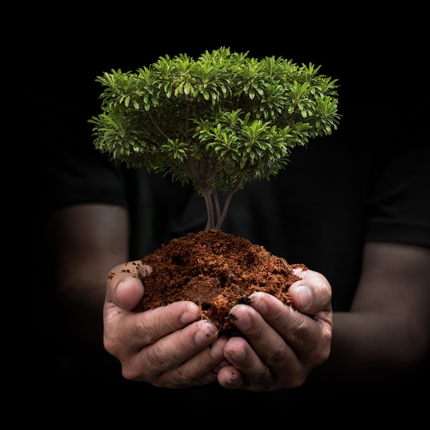 Albero germogliare a portata di mano