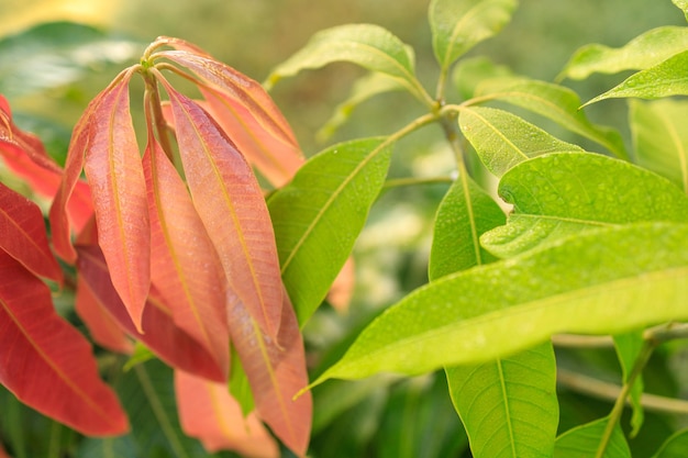 木は朝の陽光の中で赤い若い葉を発芽させました。