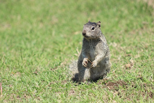 Tree squirrel standing on the grass