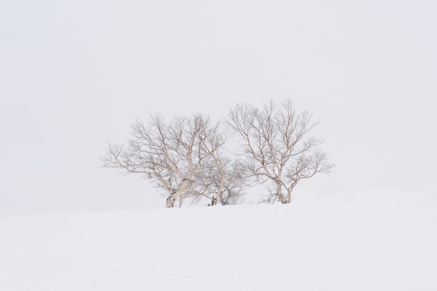 L'albero standalone sulla neve soffice nel picco di asari a hokkaido