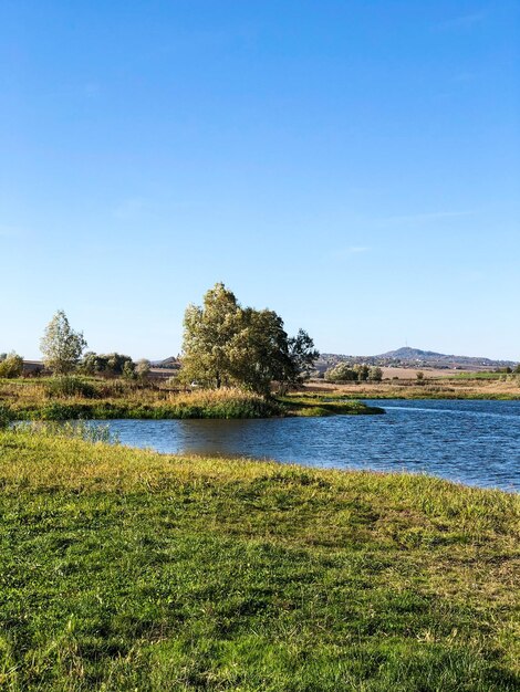 Foto l'albero si trova sulla riva del lago