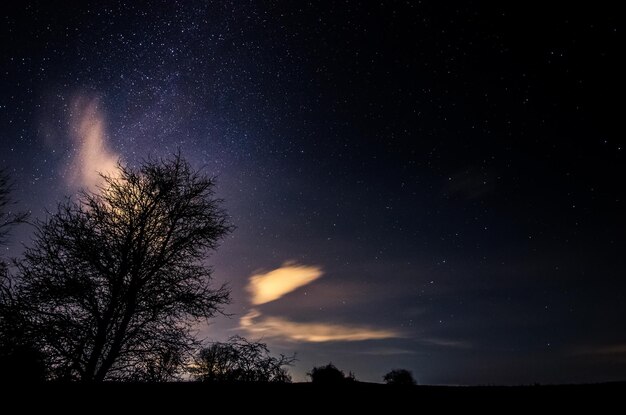 木と星空