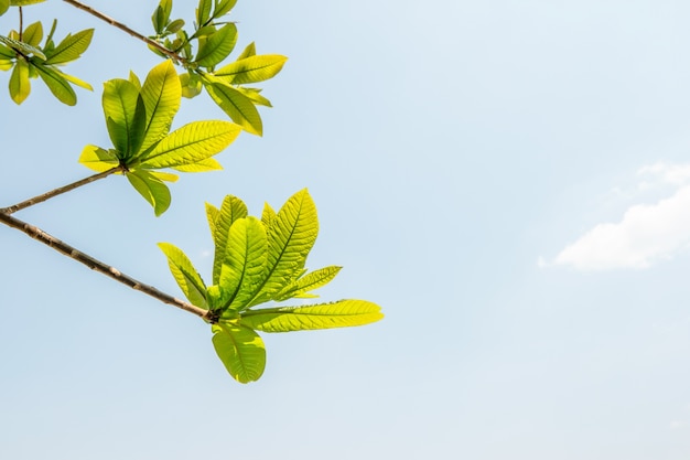 Tree stick against blue sky background.