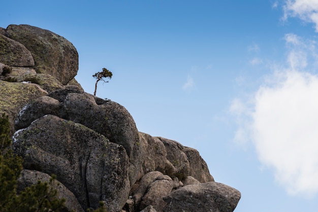 Tree among stones alone on blue sky