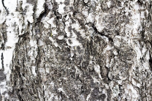 Tree structure closeup