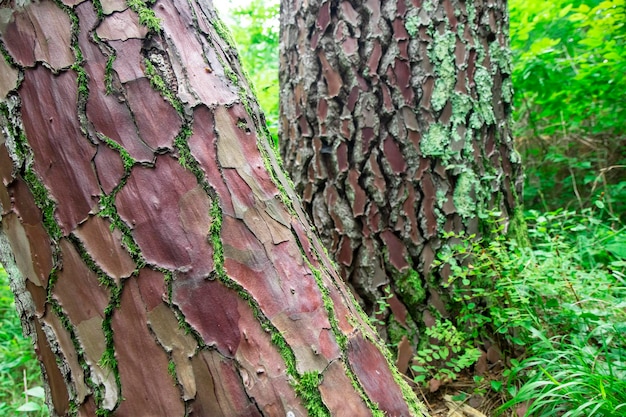 tree structure