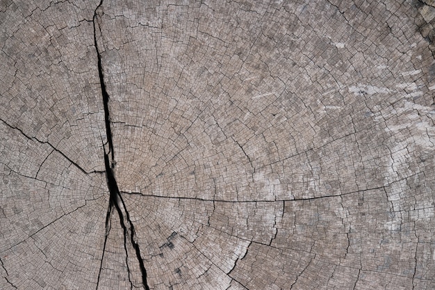 Tree stump background texture