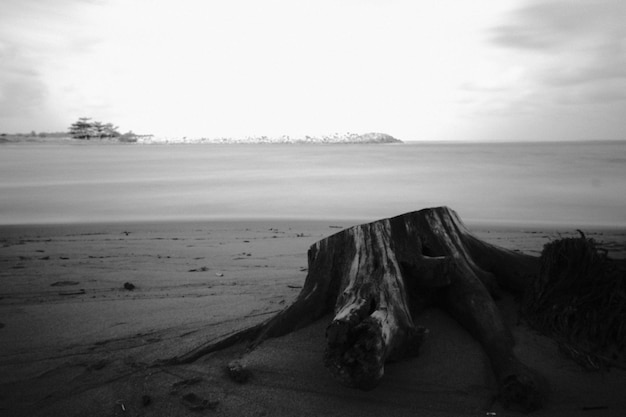 A tree stump on the beach in black and white