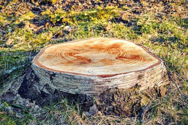 Foto un tronco di albero sul campo durante una giornata di sole