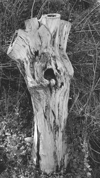 Photo tree stump on field