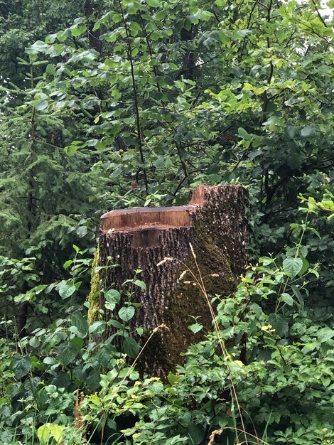 Tree stump in forest