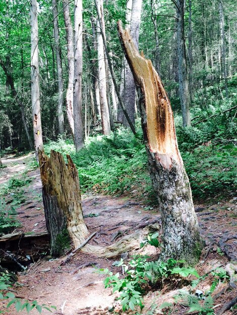 Tree stump in forest