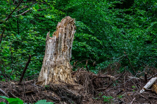 Tree stump in forest