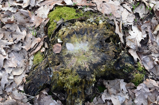 Foto ceppo di albero nella foresta