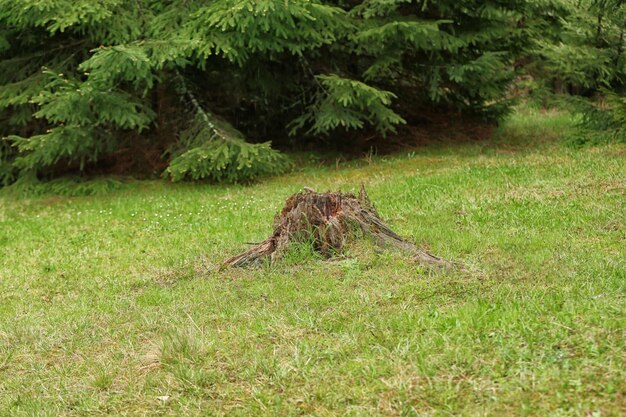 Tree stump in forest