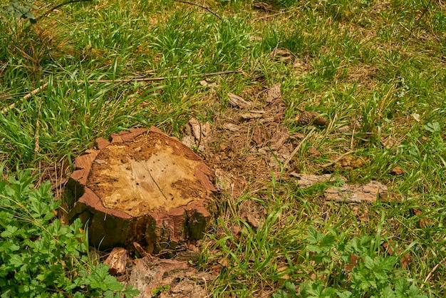 A tree stump in the grass