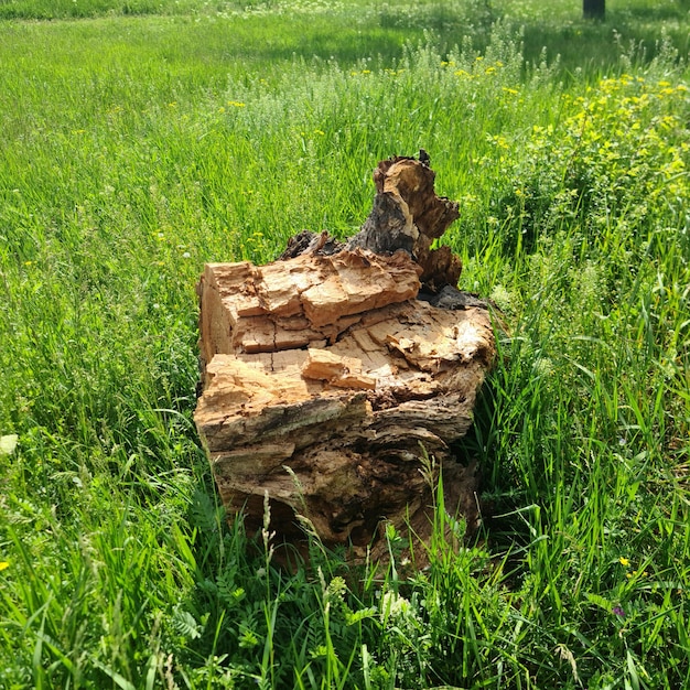 A tree stump is in the grass and the tree is cut down