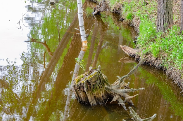 A tree stump in a river with the word " tree " on it.