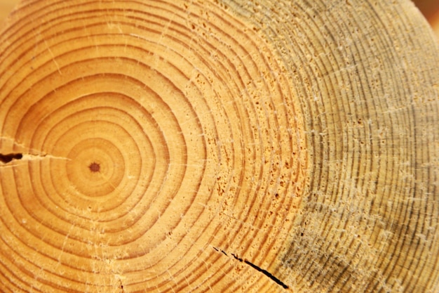 Tree stump tree ring wood texture