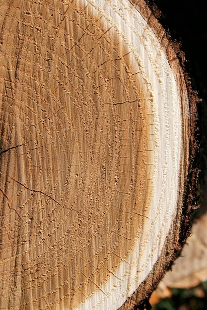 Tree stump tree ring wood texture