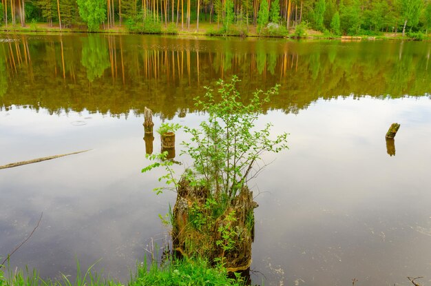 A tree stump in the water with the reflection of the trees in the water.