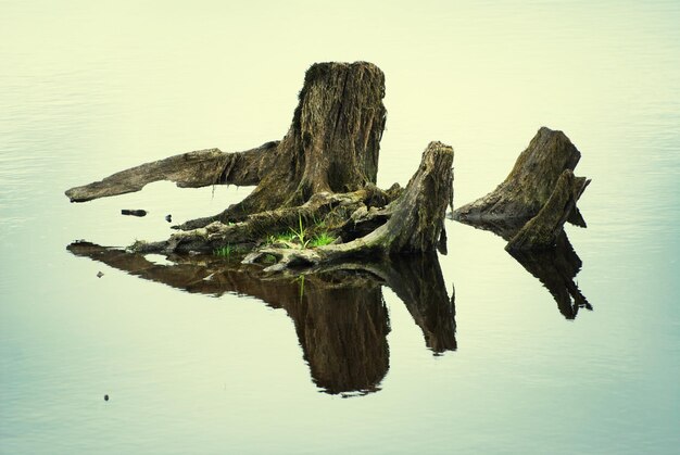 Tree stump in water