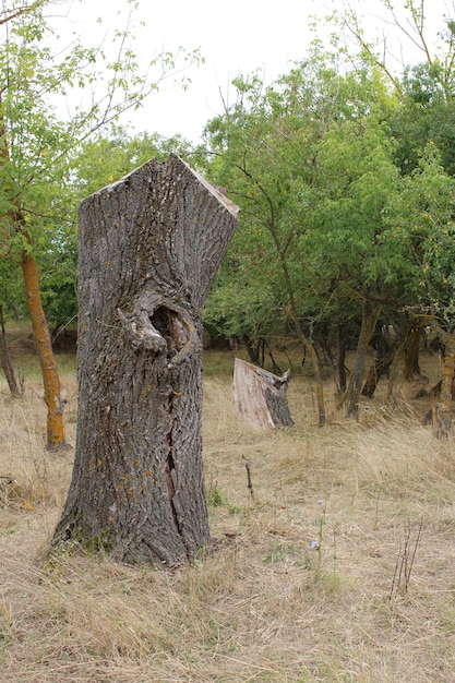 A tree stump with a hole in it