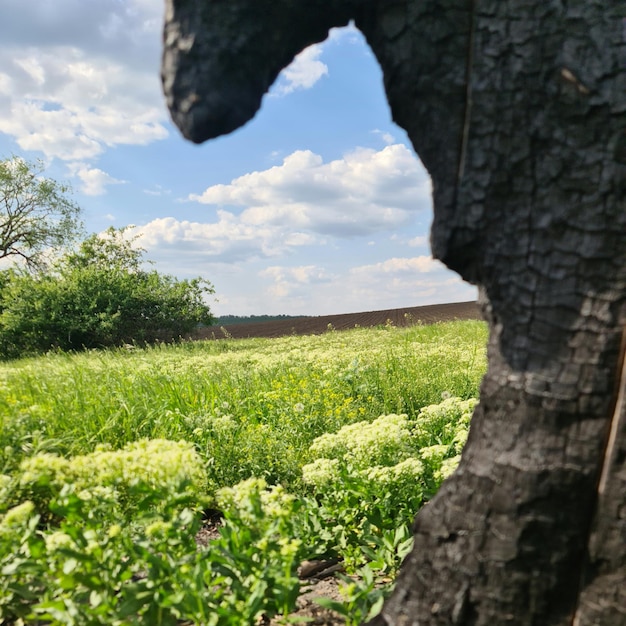 A tree stump with a horse head in the hole