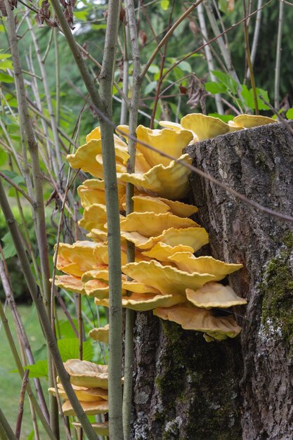 A tree stump with yellow mushrooms on it