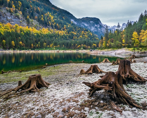 Tree stumps near Gosauseen or Vorderer Gosausee lake Upper Austria Colorful autumn alpine view of mountain lake with clear transparent water and reflections Dachstein summit and glacier in far