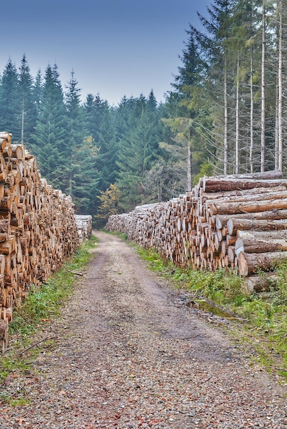 ヨーロッパの耕作された松林の外の製材所に積み上げられた木の切り株材料産業のための木材製材所の果てしない未舗装の道路の横にある広葉樹材の山の森林伐採